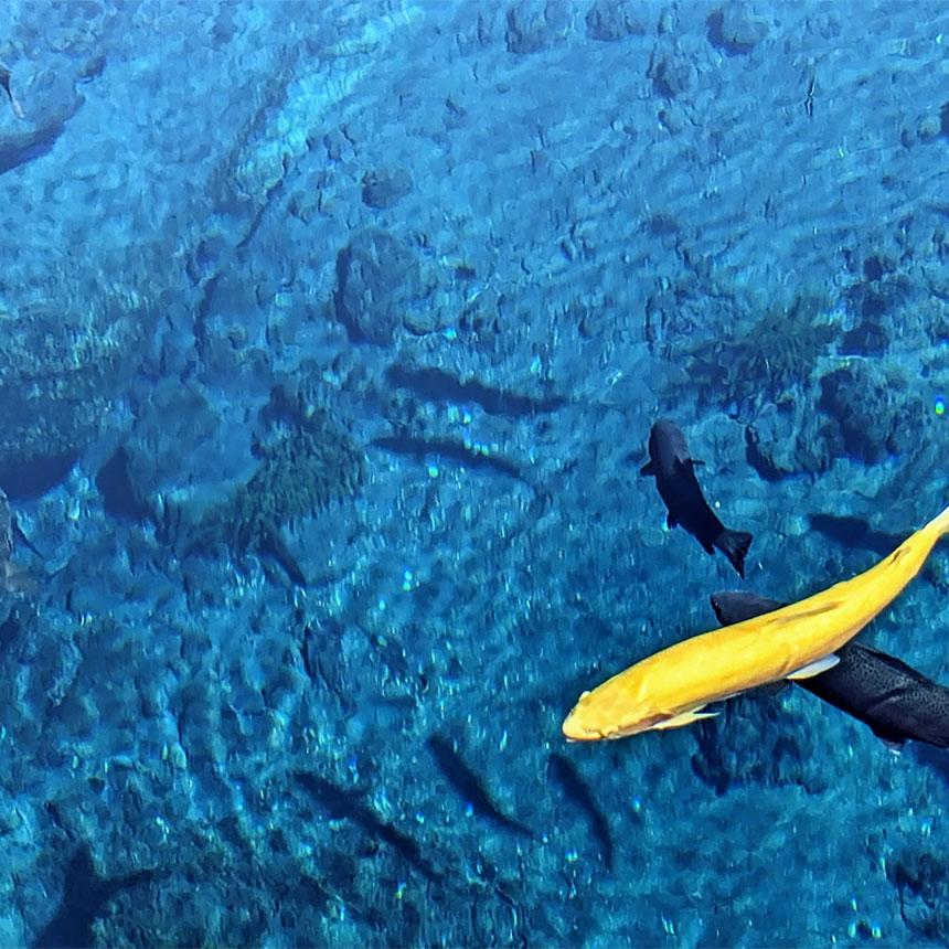 忍野八海